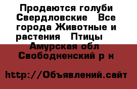 Продаются голуби Свердловские - Все города Животные и растения » Птицы   . Амурская обл.,Свободненский р-н